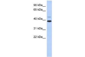WB Suggested Anti-RNF121 Antibody Titration:  0. (RNF121 Antikörper  (Middle Region))
