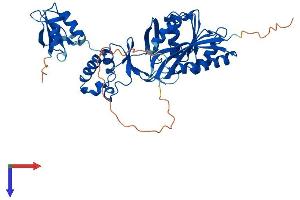 TRMT12 Protein (AA 1-446) (His tag)