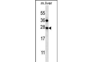 TM4SF1 Antibody (N-term) (ABIN656640 and ABIN2845885) western blot analysis in mouse liver tissue lysates (35 μg/lane). (TM4SF1 Antikörper  (N-Term))