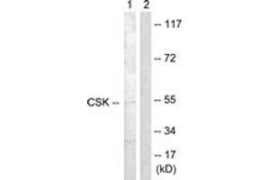 Western blot analysis of extracts from Raw264. (CSK Antikörper  (AA 330-379))