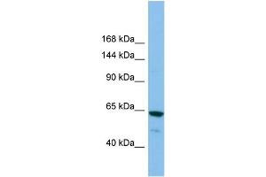 Host:  Rabbit  Target Name:  GRIK2  Sample Type:  ACHN Whole cell lysates  Antibody Dilution:  1. (GRIK2 Antikörper  (C-Term))