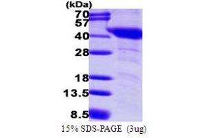 SDS-PAGE (SDS) image for Guanine Nucleotide Binding Protein (G Protein), alpha Inhibiting Activity Polypeptide 1 (GNAI1) (AA 1-354) protein (His tag) (ABIN667567)