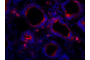 Frozen chicken intestine tissue section was stained with Mouse Anti-Chicken IgA-BIOT and DAPI. (Maus anti-Huhn IgA Antikörper (FITC))