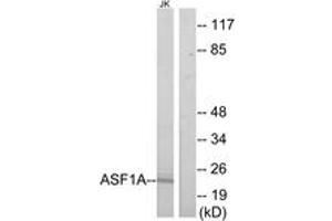 Western Blotting (WB) image for anti-ASF1 Anti-Silencing Function 1 Homolog A (S. Cerevisiae) (ASF1A) (AA 121-170) antibody (ABIN2889818) (ASF1A Antikörper  (AA 121-170))