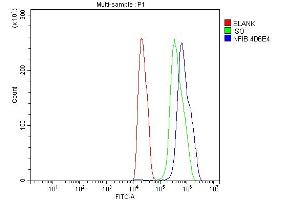 Flow Cytometry analysis of C6 cells using anti-NFIB/NF1B2 antibody (ABIN7602995). (NFIB Antikörper  (Middle Region))