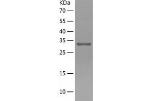 PEX19 Protein (AA 1-296) (His tag)