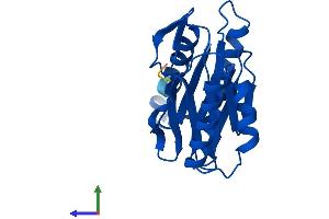 Protein Structure (PS) image for Proteasome (Prosome, Macropain) Subunit, beta Type 2 (PSMB2) (AA 1-201) protein (His tag) (ABIN7556219)