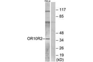 Western blot analysis of extracts from HeLa cells, using OR10R2 Antibody. (OR10R2 Antikörper  (AA 286-335))