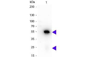 Western blot of Peroxidase conjugated Rat Anti-Rabbit IgG Pre-Adsorbed secondary antibody. (Ratte anti-Kaninchen IgG (Heavy & Light Chain) Antikörper (HRP))