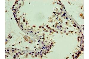 Immunohistochemistry of paraffin-embedded human testis tissue using ABIN7169765 at dilution of 1:100