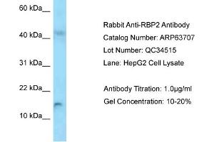 Western Blotting (WB) image for anti-Retinol Binding Protein 2, Cellular (RBP2) (Middle Region) antibody (ABIN2789595) (RBP2 Antikörper  (Middle Region))