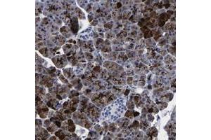 Immunohistochemical staining of human pancreas with IER5L polyclonal antibody  shows strong cytoplasmic positivity in exocrine cells. (IER5L Antikörper)