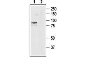 Western blot analysis of rat brain lysates:1.