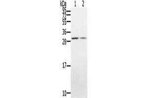 CLDND1 antibody