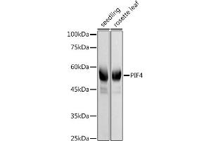 Western blot analysis of extracts of various cell lines, using PIF4 antibody (ABIN7269371) at 1:1000 dilution. (PIF4 Antikörper)