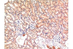 Immunohistochemical analysis of paraffin-embedded Mouse Kidney Tissue using Bax Mouse mAb diluted at 1:200. (BAX Antikörper)