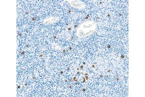 Immunohistochemistry (IHC) image for anti-Granzyme B (GZMB) (AA 19-247) antibody (ABIN7449554) (Rekombinanter GZMB Antikörper  (AA 19-247))