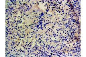 Immunohistochemistry (IHC) image for anti-Cytochrome P450, Family 1, Subfamily A, Polypeptide 1 (CYP1A1) (Internal Region) antibody (ABIN870663)