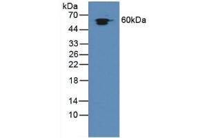 Detection of Hsp60 in Rat Liver Tissue using Polyclonal Antibody to Heat Shock Protein 60 (Hsp60) (HSPD1 Antikörper  (AA 172-343))