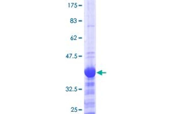 Neurogenin 2 Protein (NEUROG2) (AA 36-112) (GST tag)