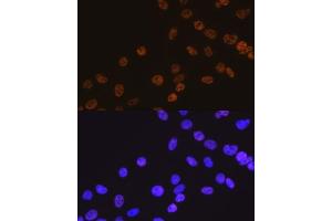 Immunofluorescence (IF) image for anti-Histone Deacetylase 2 (HDAC2) antibody (ABIN7267708)