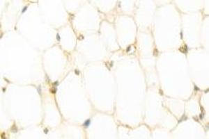 Immunohistochemistry (Paraffin-embedded Sections) (IHC (p)) image for anti-Resistin (RETN) antibody (ABIN7075402)