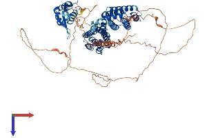 RFX4 Protein (AA 1-735) (His tag)