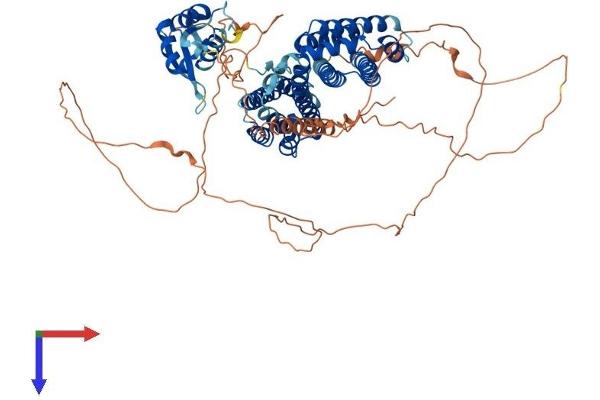 RFX4 Protein (AA 1-735) (His tag)