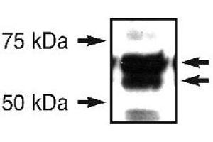 Western blot analysis of ERO1L in an endogenous 293T cell lysate using ERO1L polyclonal antibody . (ERO1L Antikörper  (N-Term))