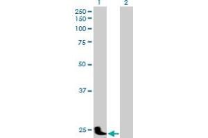 Western Blot analysis of PSG11 expression in transfected 293T cell line by PSG11 MaxPab polyclonal antibody. (PSG11 Antikörper  (AA 1-219))