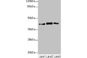 Western blot All lanes: PTGES2 antibody at 3. (PTGES2 Antikörper  (AA 88-377))