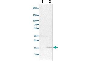 Western blot analysis of cell lysates with MRPS24 polyclonal antibody ( Cat # PAB28022 ) at 1:100-1:500 dilution. (MRPS24 Antikörper)