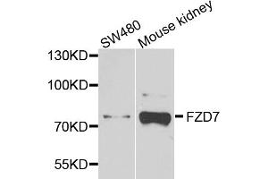 Western blot analysis of extracts of various cell lines, using FZD7 antibody (ABIN5972342) at 1/1000 dilution. (FZD7 Antikörper)
