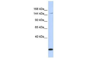 ABCC3 antibody used at 1 ug/ml to detect target protein.