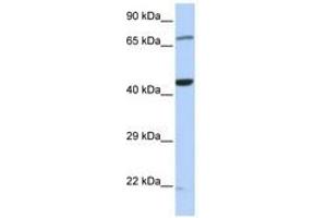 Image no. 1 for anti-Tu Translation Elongation Factor, Mitochondrial (Tufm) (C-Term) antibody (ABIN6741463)