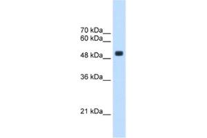 Western Blotting (WB) image for anti-tRNA Methyltransferase 2 Homolog B (TRMT2B) antibody (ABIN2463234) (TRMT2B Antikörper)