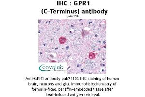 Image no. 1 for anti-G Protein-Coupled Receptor 1 (GPR1) (C-Term) antibody (ABIN1734887) (G Protein-Coupled Receptor 1 Antikörper  (C-Term))
