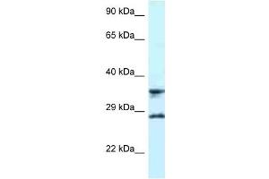 Western Blot showing RPS6 antibody used at a concentration of 1 ug/ml against U937 Cell Lysate (RPS6 Antikörper  (C-Term))