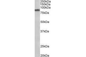 Image no. 1 for anti-Solute Carrier Family 6 (Neurotransmitter Transporter, Dopamine), Member 3 (SLC6A3) (AA 41-54) antibody (ABIN1104352) (SLC6A3 Antikörper  (AA 41-54))