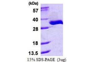 SDS-PAGE (SDS) image for tRNA Phosphotransferase 1 (TRPT1) (AA 1-253) protein (His tag) (ABIN667991)