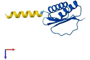 DNAL4 Protein (AA 1-105) (His tag)