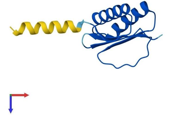 DNAL4 Protein (AA 1-105) (His tag)