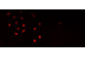 ABIN6276759 staining HepG2? (ELAVL1 Antikörper  (Internal Region))