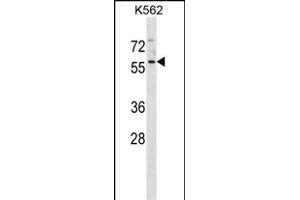 NSC1 Antibody (C-term) (ABIN1881522 and ABIN2838699) western blot analysis in K562 cell line lysates (35 μg/lane). (MANSC1 Antikörper  (C-Term))