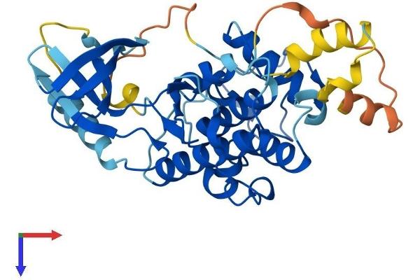 CDK2 Protein (AA 1-346) (His tag)