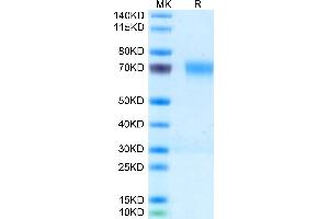 Mouse PILRA on Tris-Bis PAGE under reduced condition. (PILRA Protein (AA 32-197) (Fc Tag))