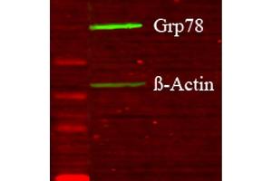 Western blot analysis of Human Glucose deprived glia cell lysates showing detection of GRP78 protein using Rabbit Anti-GRP78 Polyclonal Antibody . (GRP78 Antikörper  (N-Term) (Atto 594))