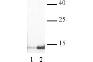 Histone H3K4ac antibody (pAb) tested by Western blot. (Histone 3 Antikörper  (acLys4))