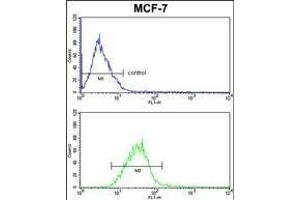PIN1 Antibody (Center) (ABIN652906 and ABIN2842584) FC analysis of MCF-7 cells (bottom histogram) compared to a negative control cell (top histogram). (PIN1 Antikörper  (AA 30-56))