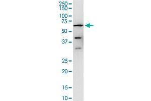 Western Blotting (WB) image for anti-Protein Phosphatase 3, Catalytic Subunit, alpha Isoform (PPP3CA) (AA 1-84) antibody (ABIN519132)